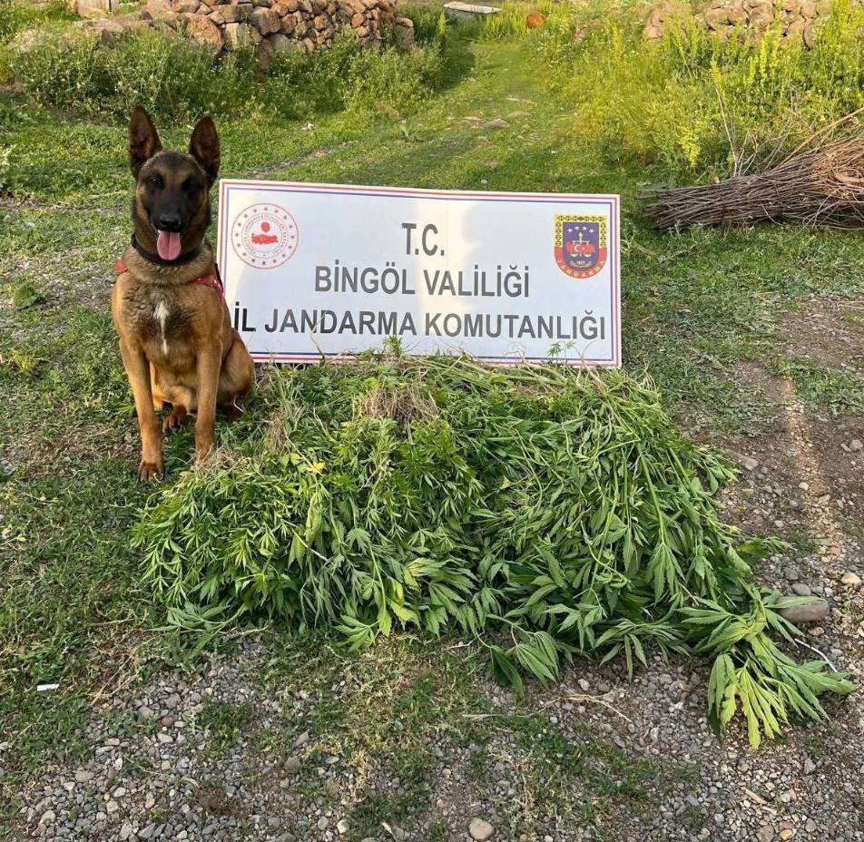 Bingöl’de Jandarma14.933 Kök Kenevir Bitkisi Ele Geçirdi
