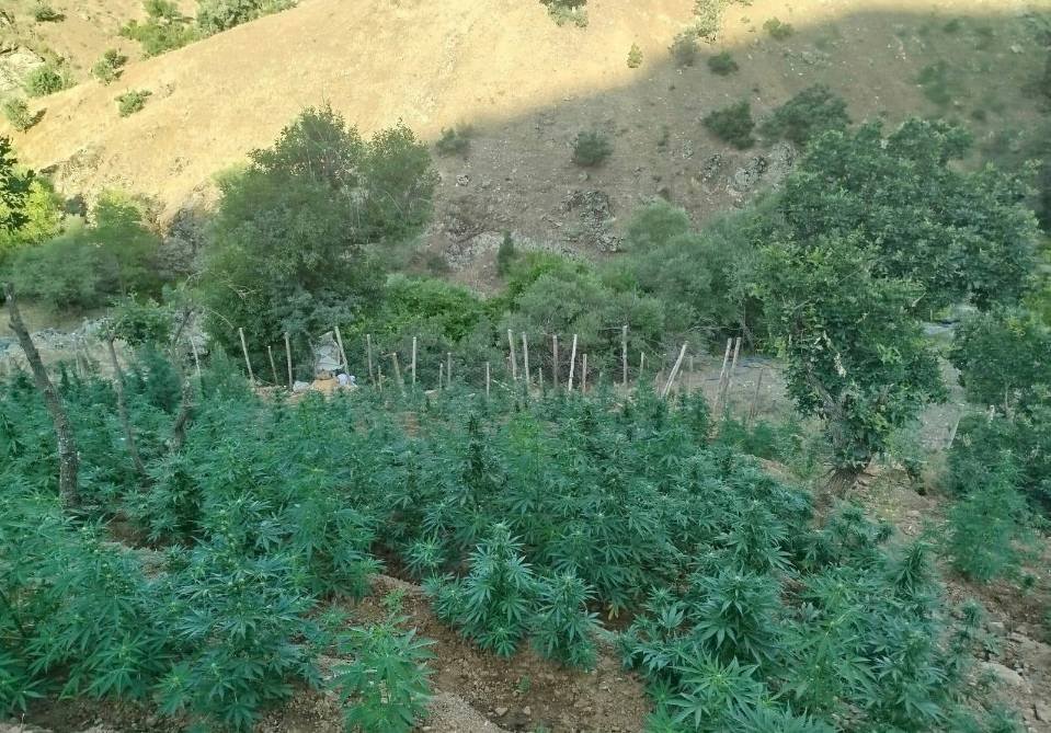 Bingöl’de Jandarma15.300 Kök Kenevir Ele Geçirdi