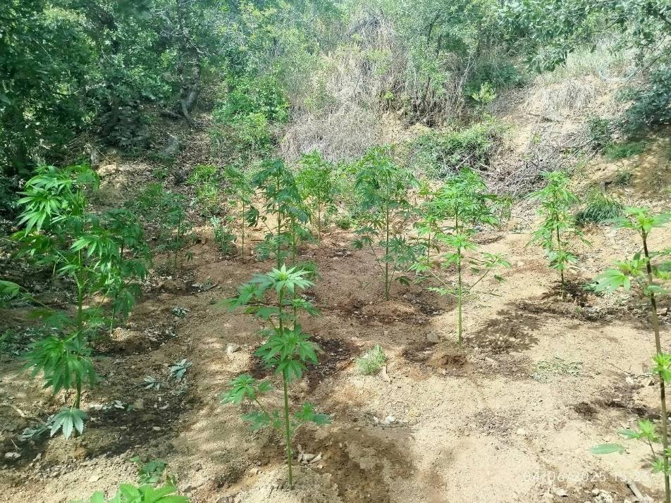 Bingöl’de Jandarmadan Zehir Tacirlerine Geçit Yok